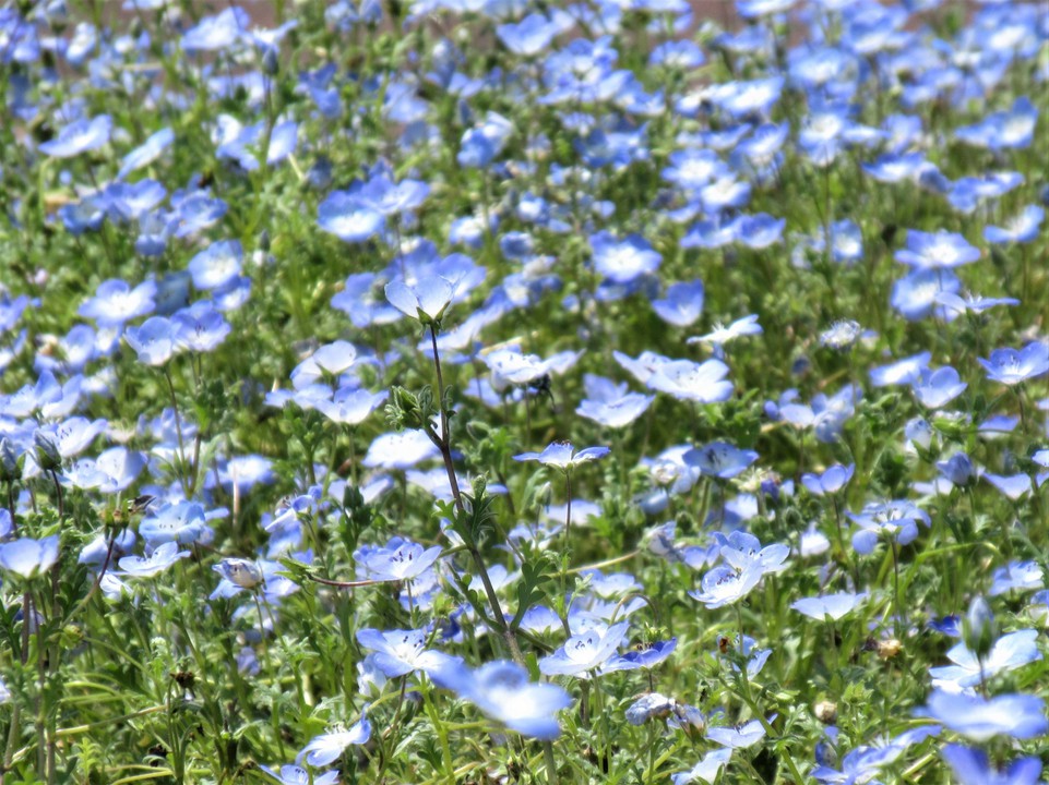 ネモフィラの花