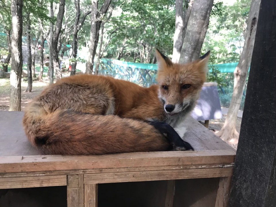 ハンサムなきつね