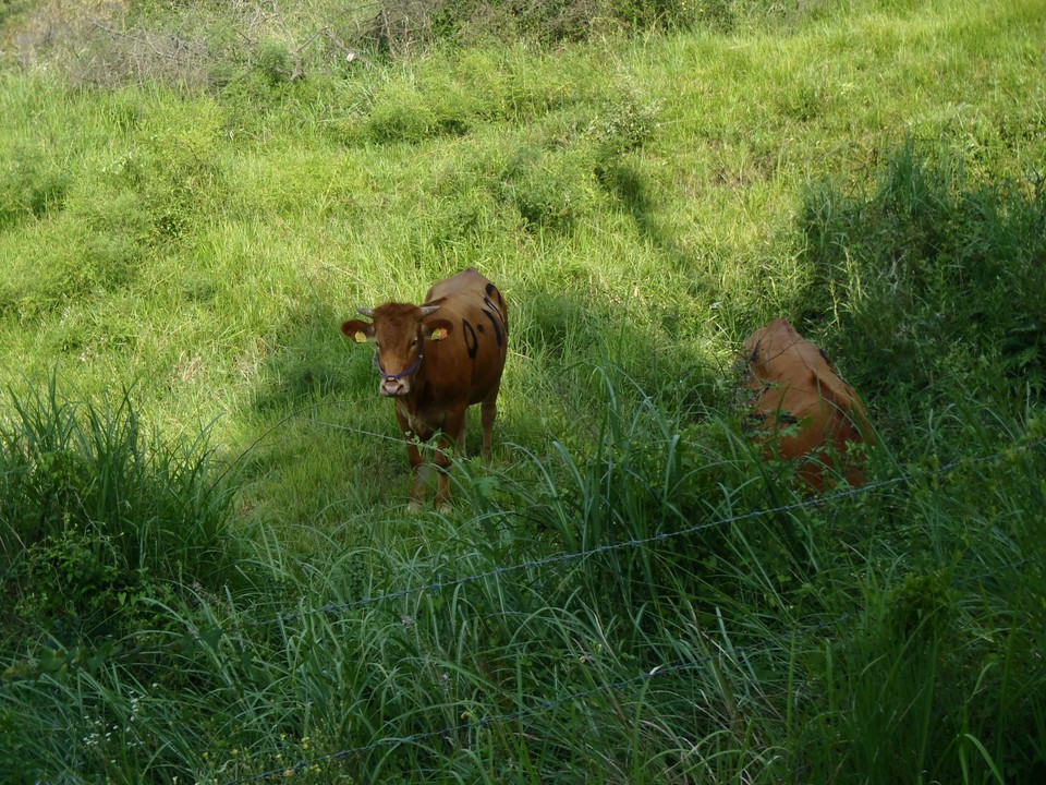 途中遭遇した馬、ずっとこっちを見ているんです