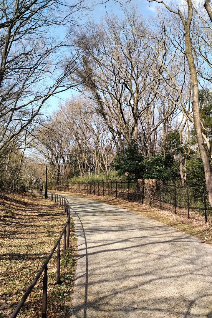散歩道には何もありません