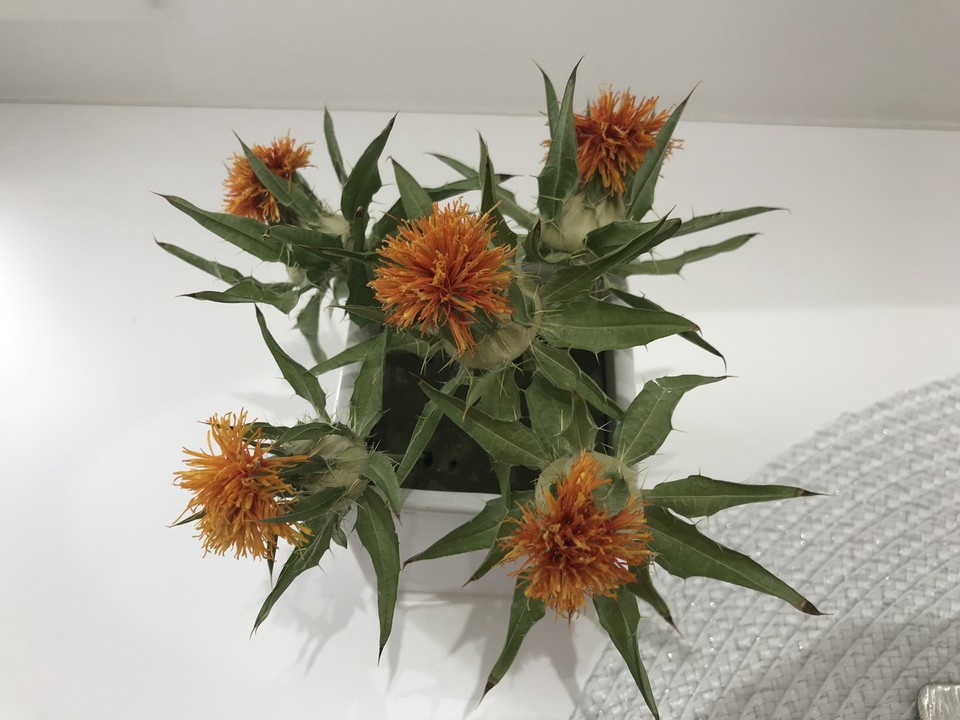 紅色