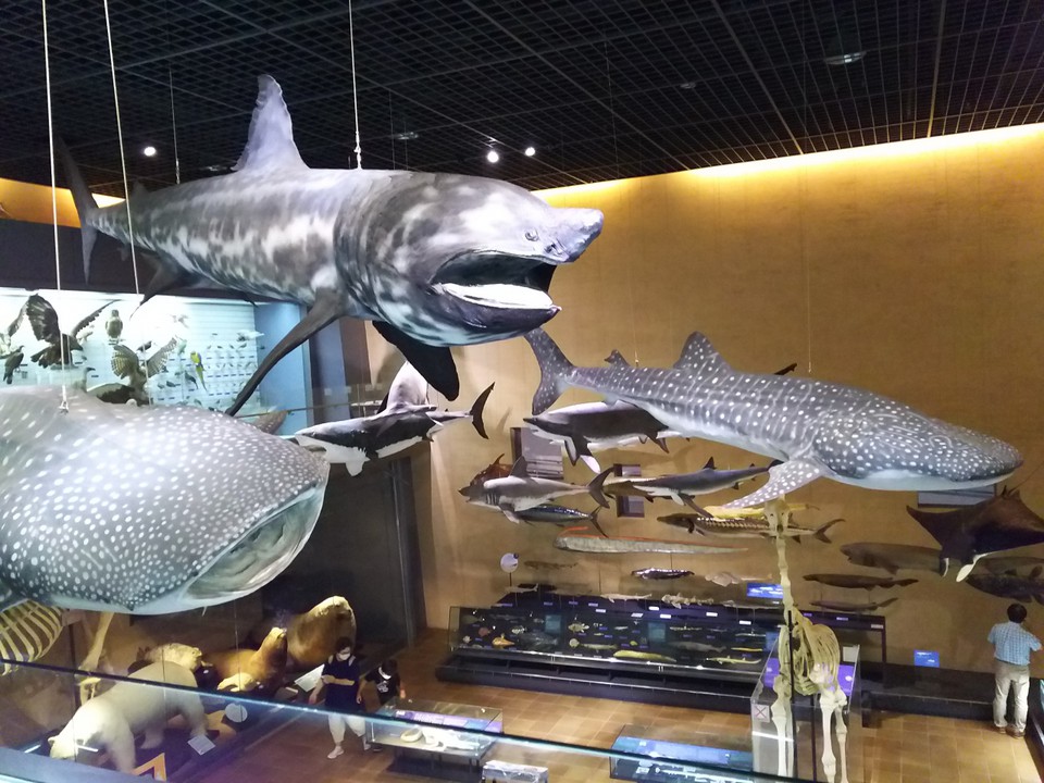 サメの展示物。