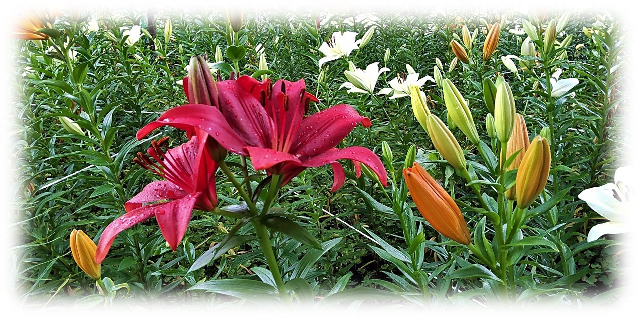 今は黄色や赤系の花が勢いのある蕾を沢山つけ咲きだしている