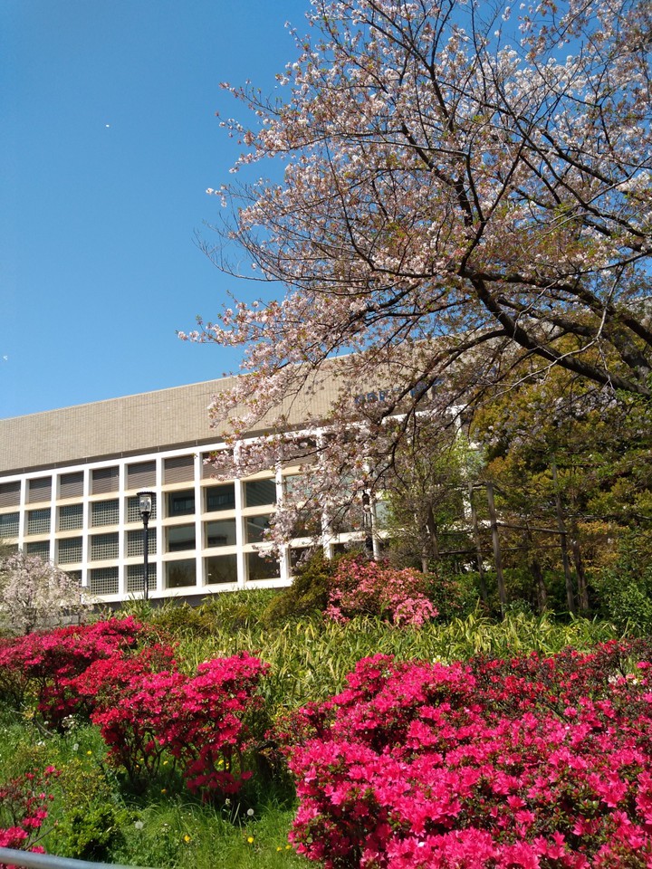 すぐそばが公園