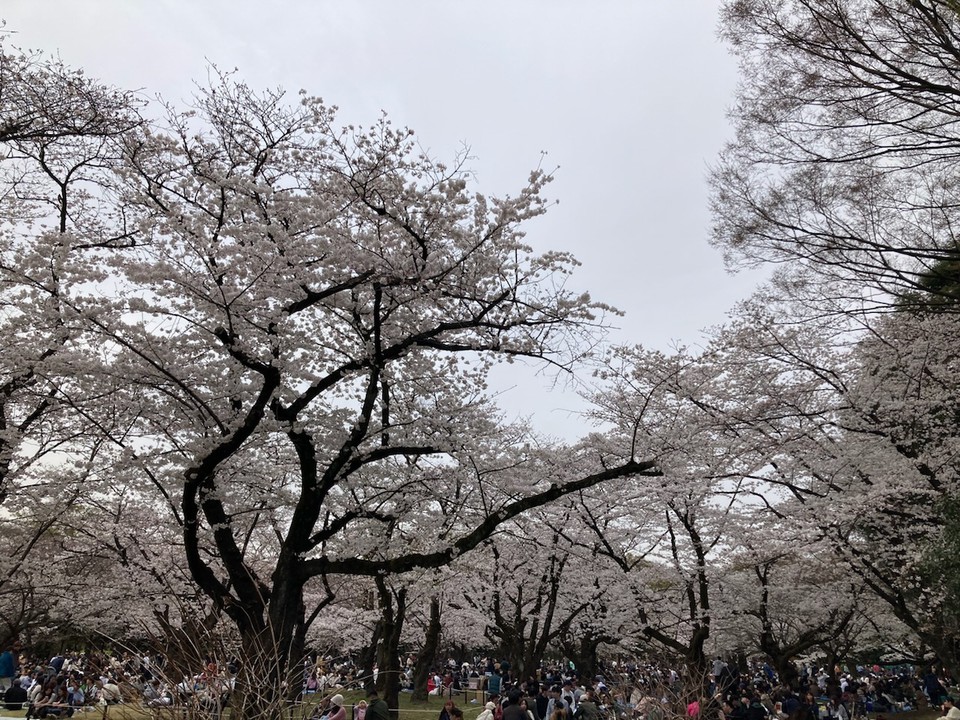 代々木公園の桜です。