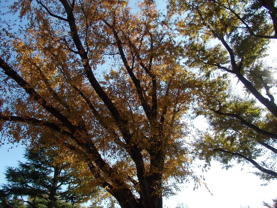 玉川野毛町公園の紅葉