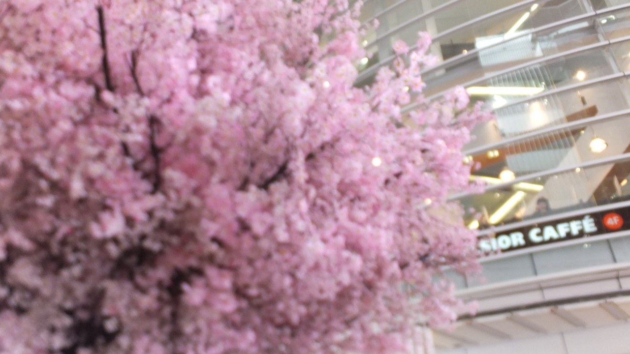 桜の木