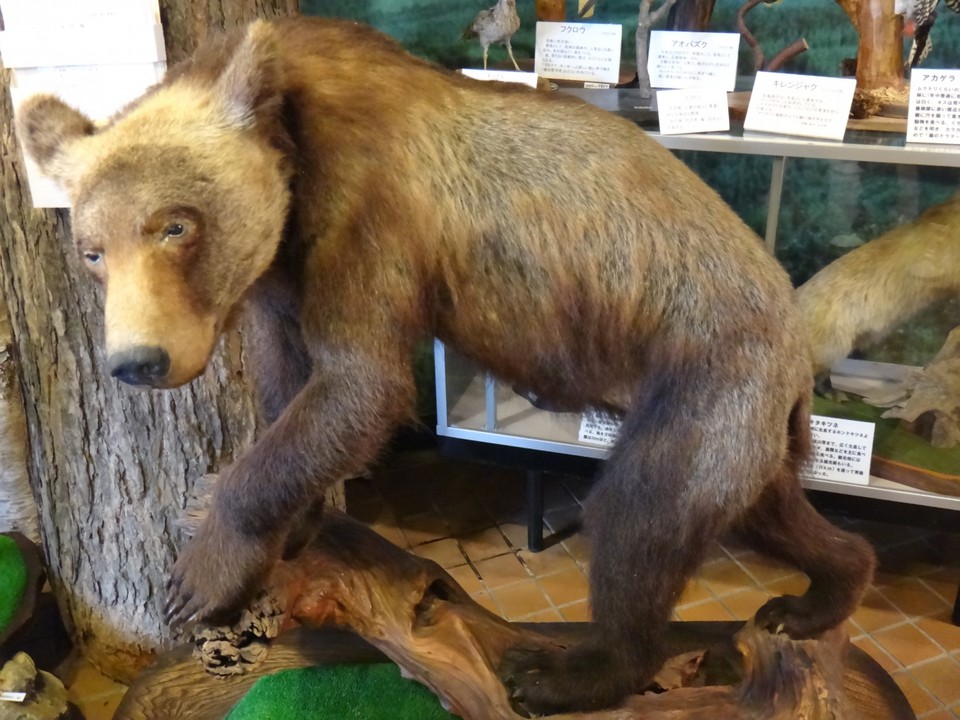 エゾヒグマの剥製です。かわいい顔してるけど怖い猛獣…！