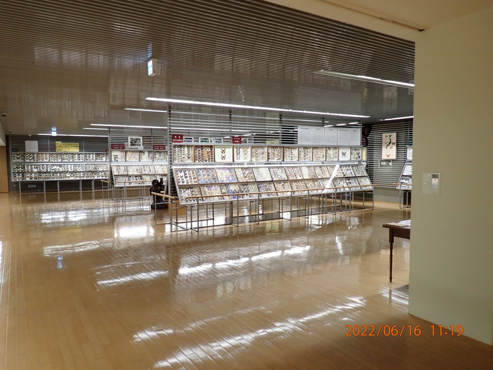蝶の展示