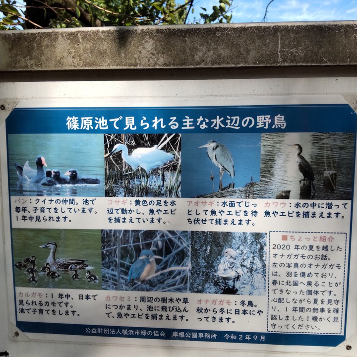 野鳥が多いようです