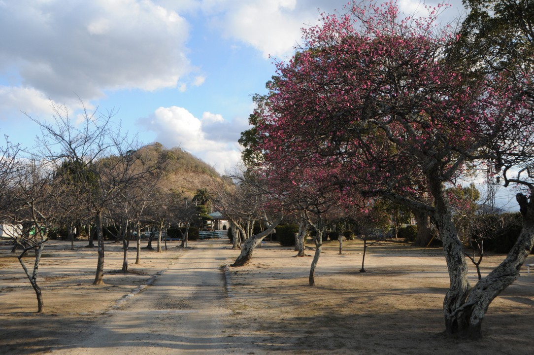 梅の木が点在する静かな公園です。