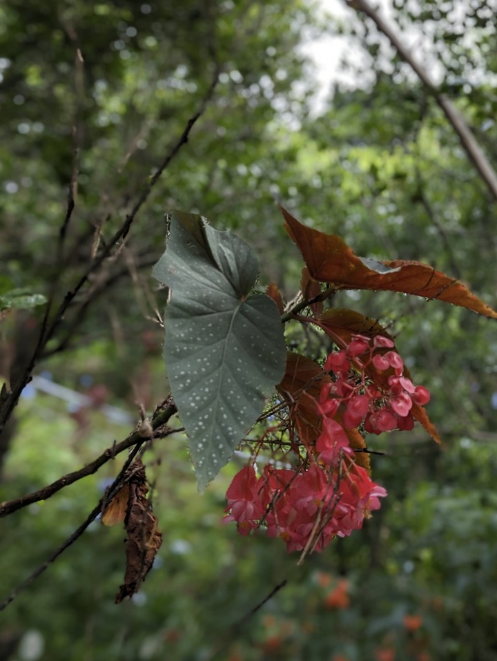 よへなあじさい園にて。