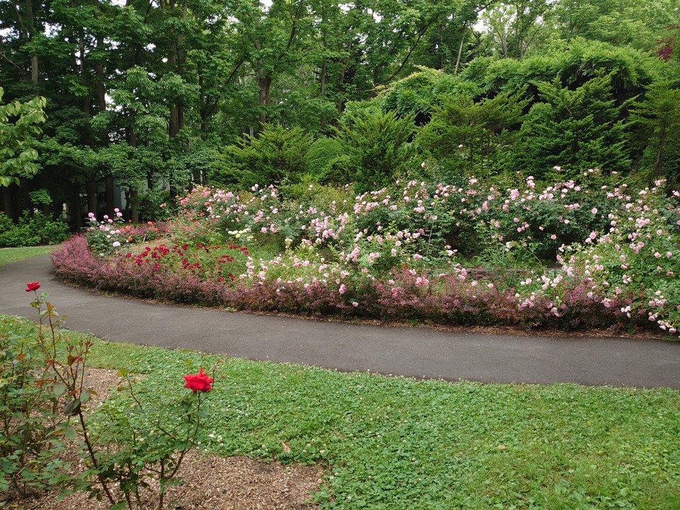 薔薇も植えられていていい香りもします