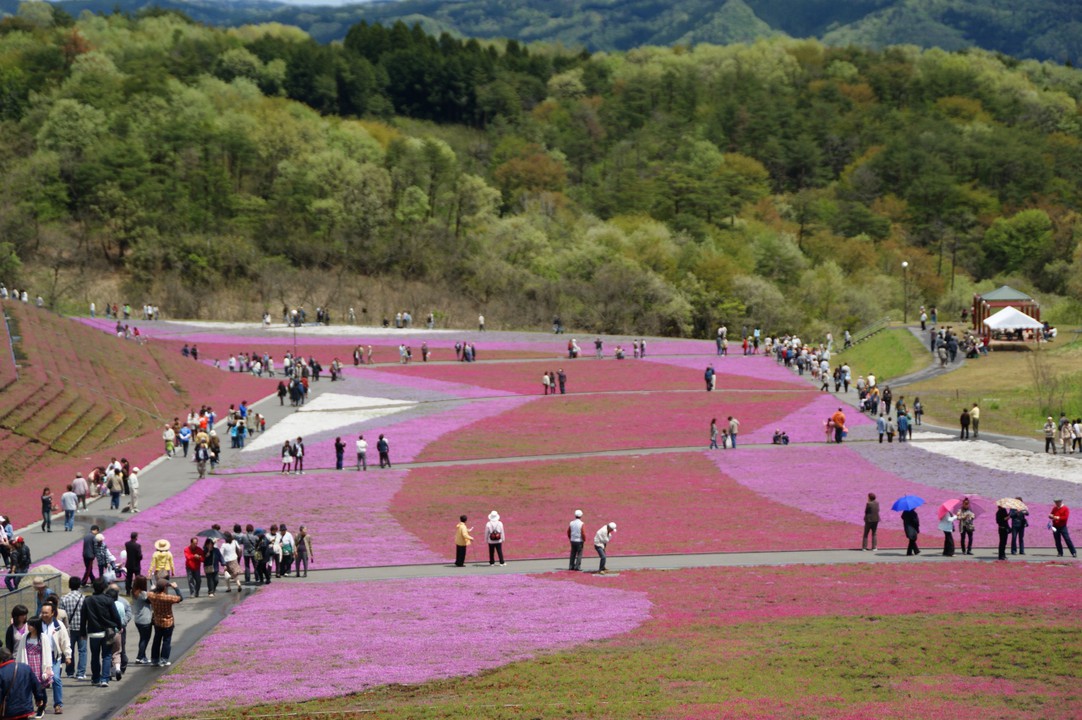 ピンクの芝ざくらが綺麗