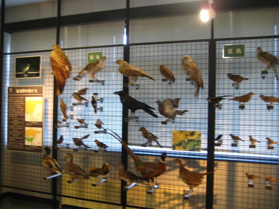 富良野に生息する鳥類