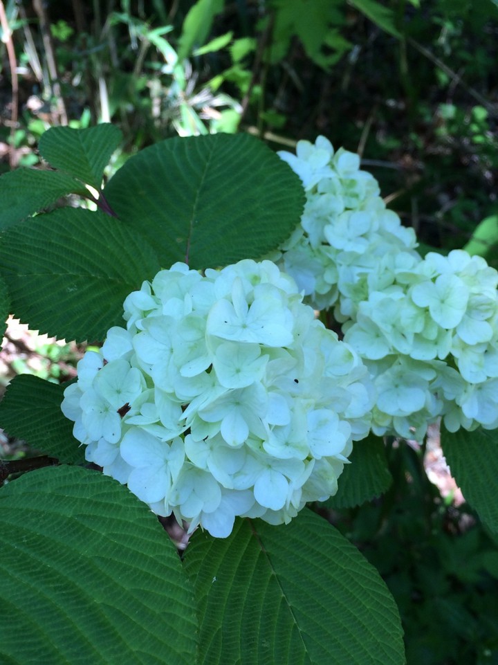 手毬紫陽花