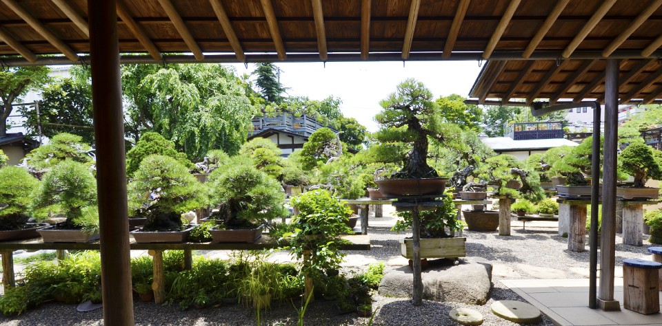 美術館の屋内から見た盆栽が並ぶ庭の様子