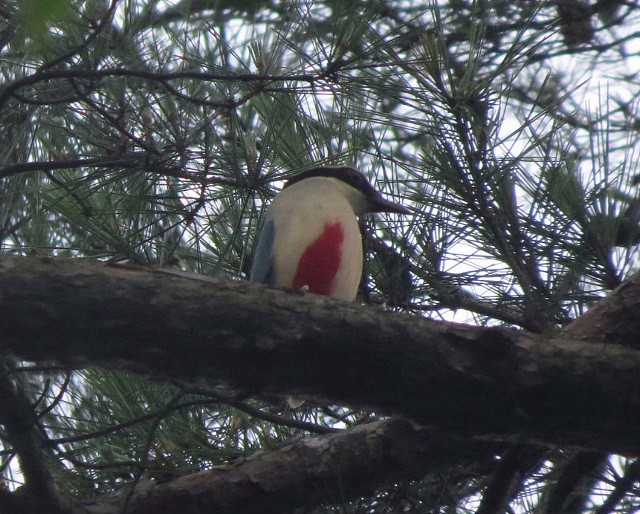 珍鳥ヤイロチョウ