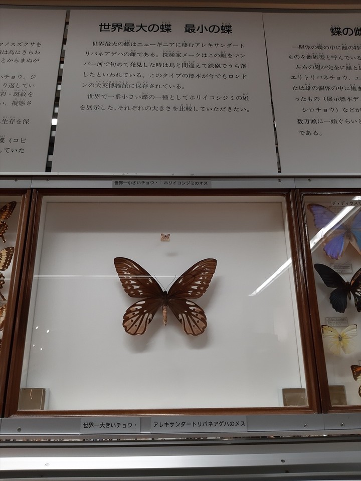 世界最大の蝶と最小の蝶。説明も付いています。