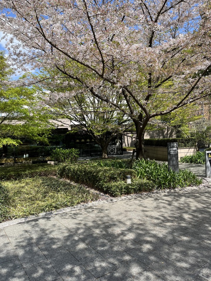 桜の木の後ろが美術館の建物です。カフェもあります。