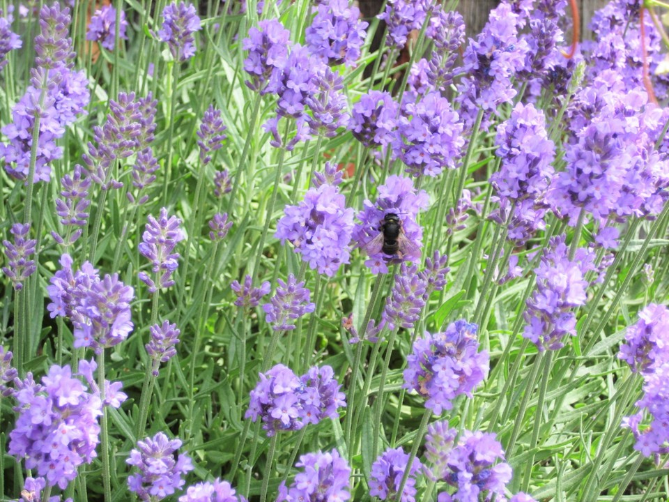 ハーブのラベンダー