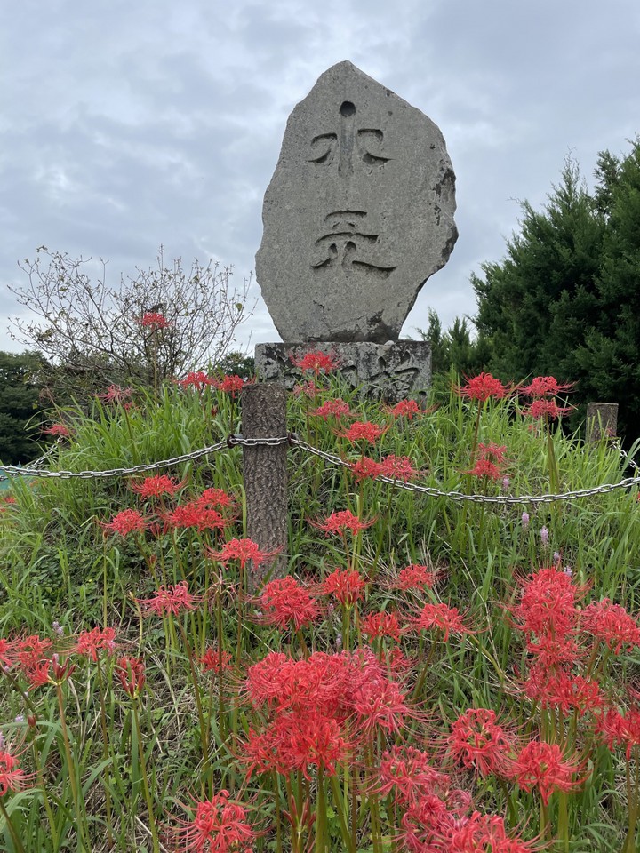 巾着田の曼珠沙華まつりの会場まで高麗駅から徒歩15分です。