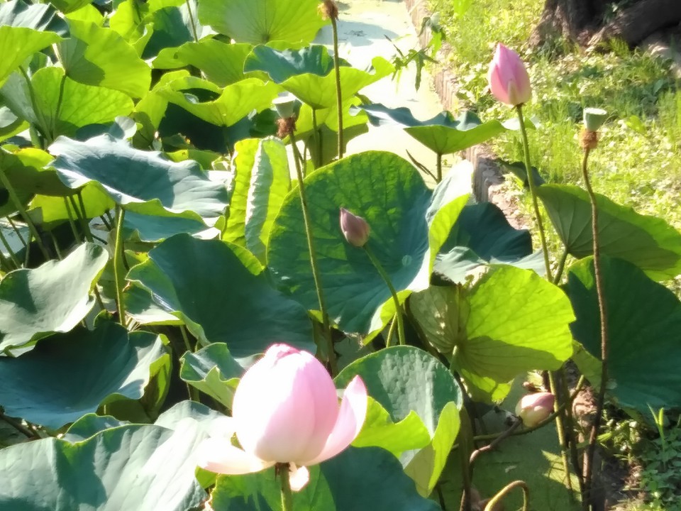 ピンクの花はまだ開き始めたばかり