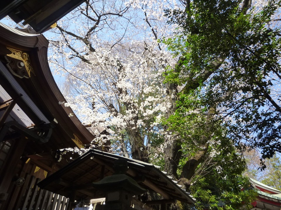 子安神社の桜