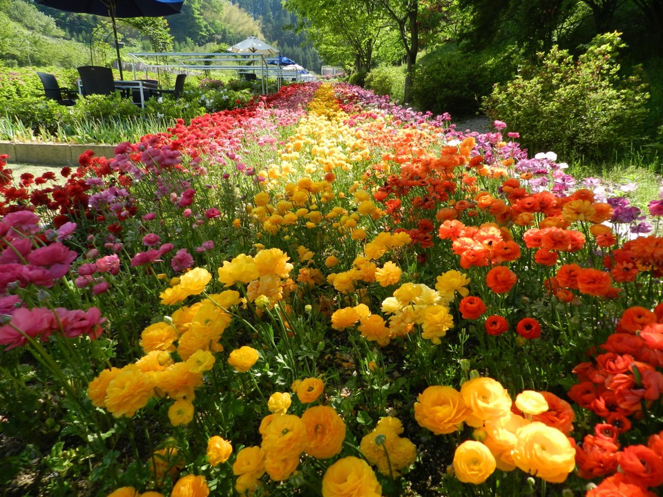 入口近くのポピーの花壇