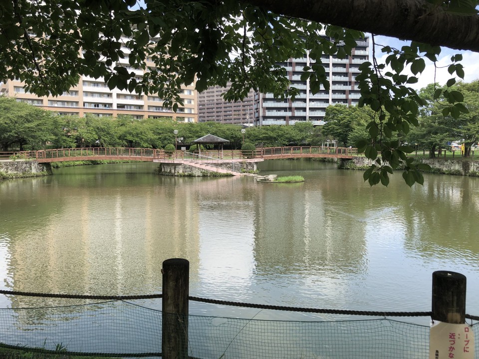 鳥栖中央公園の中心になる池です。島には橋を使って渡れます。