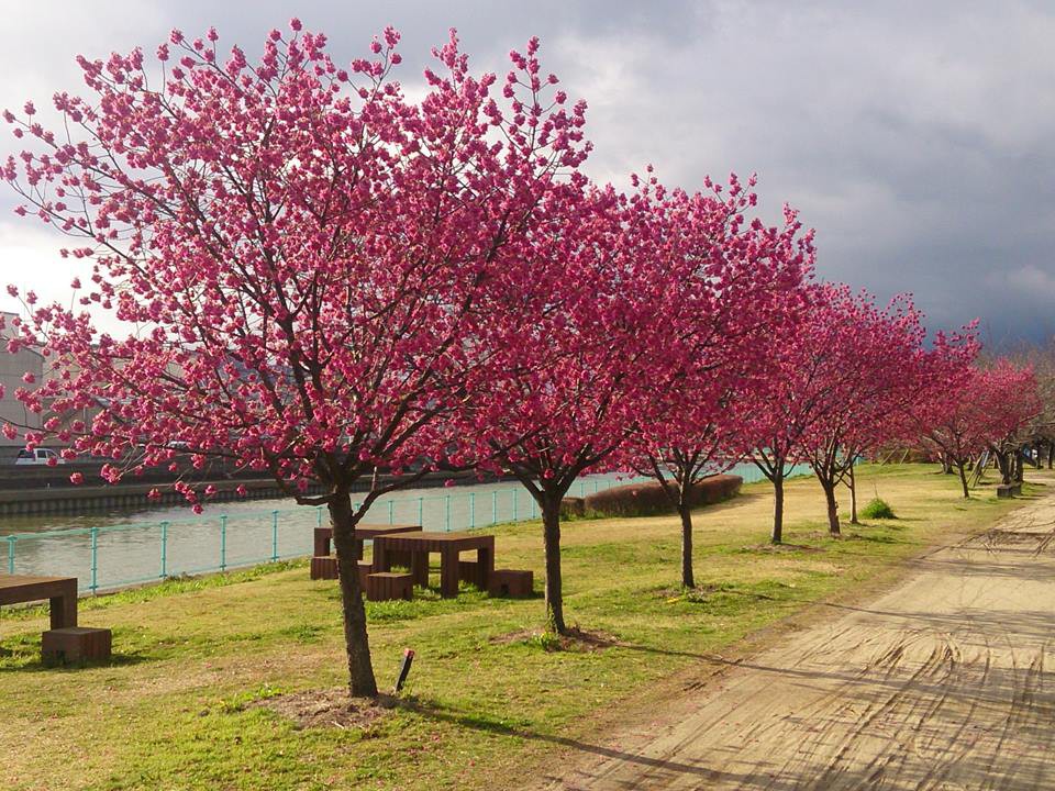 寒緋桜の並木