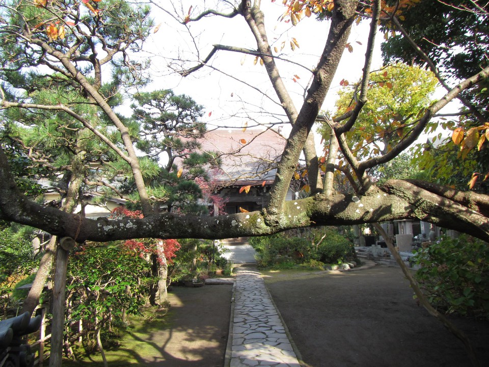 山門をくぐるといきなり桜の枝が横に伸びてます