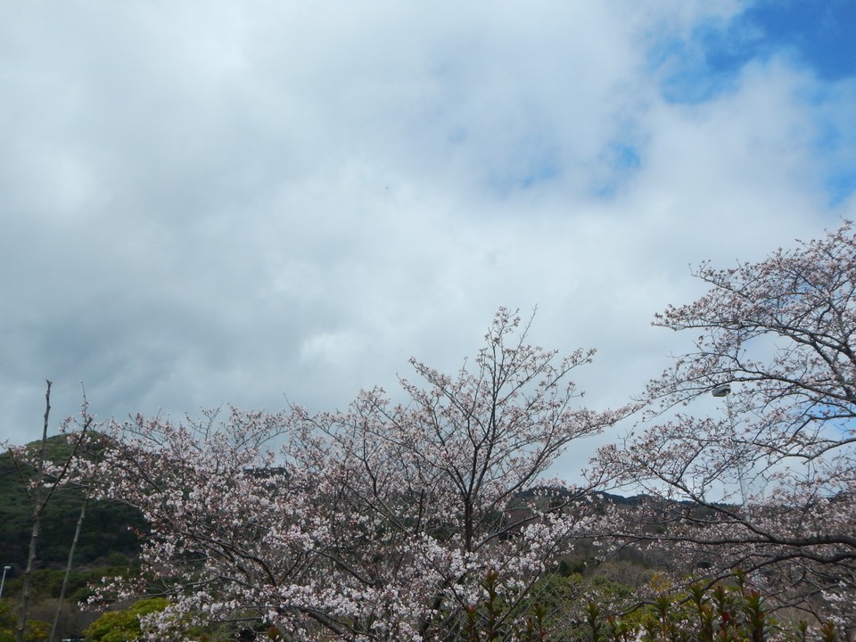 桜が咲いていました！