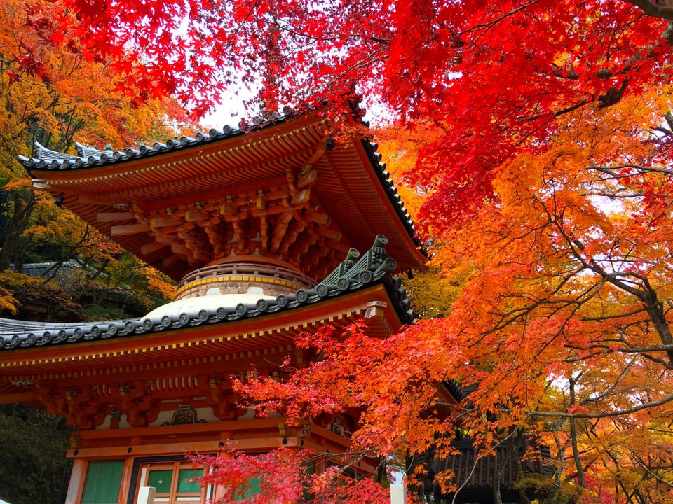 紅葉です。