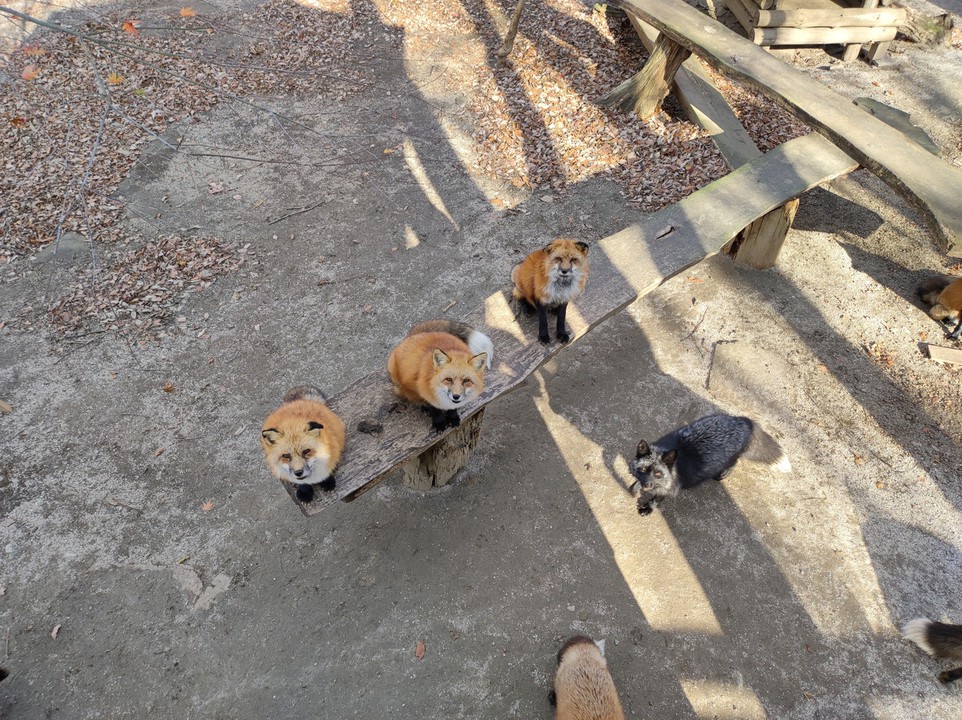 餌狙いのキツネ