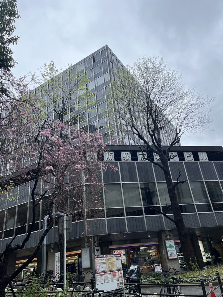 桜が綺麗です
