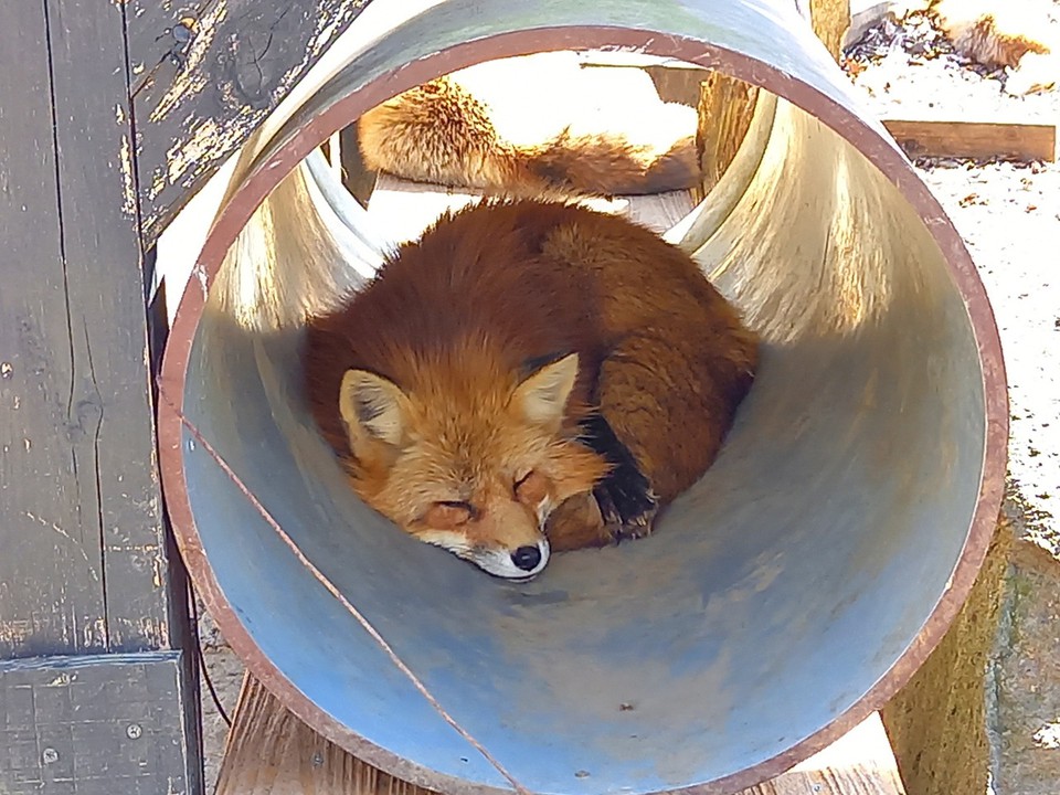 キタキツネ