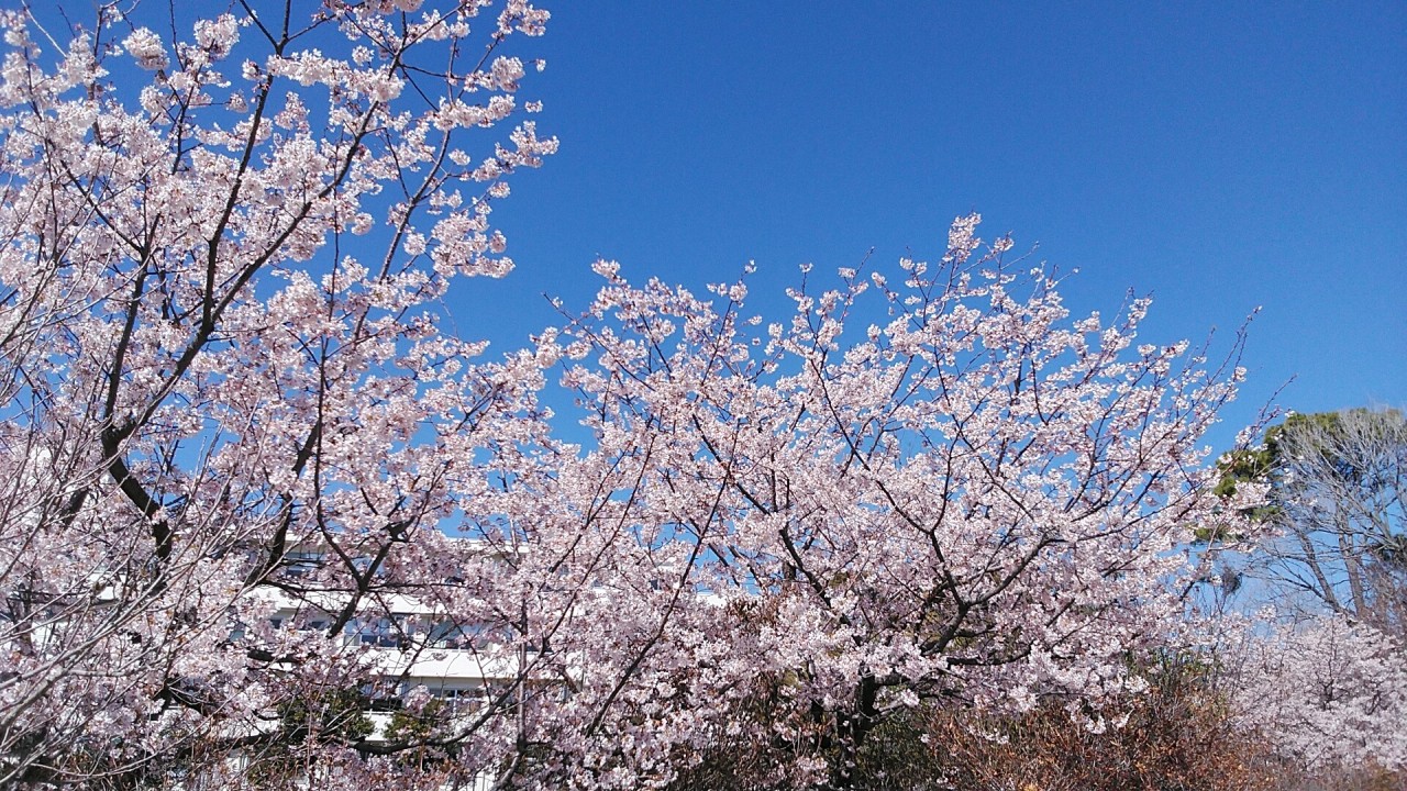 玉縄桜