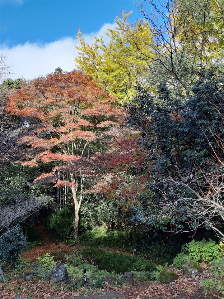 仙台市野草園の一画。日が差すと…、