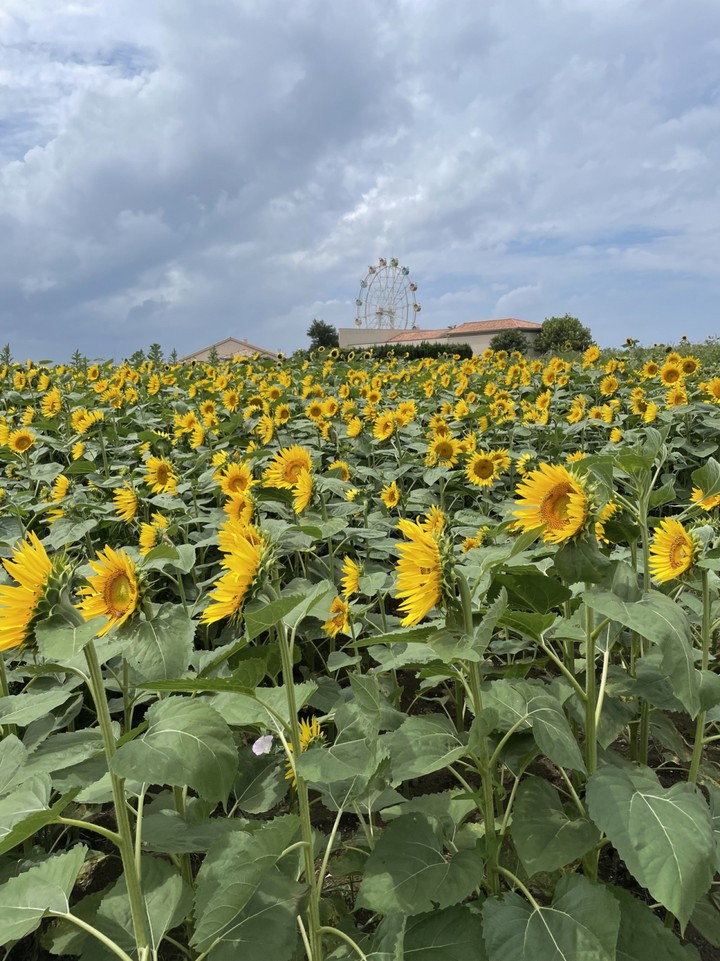 一面に広がるひまわり