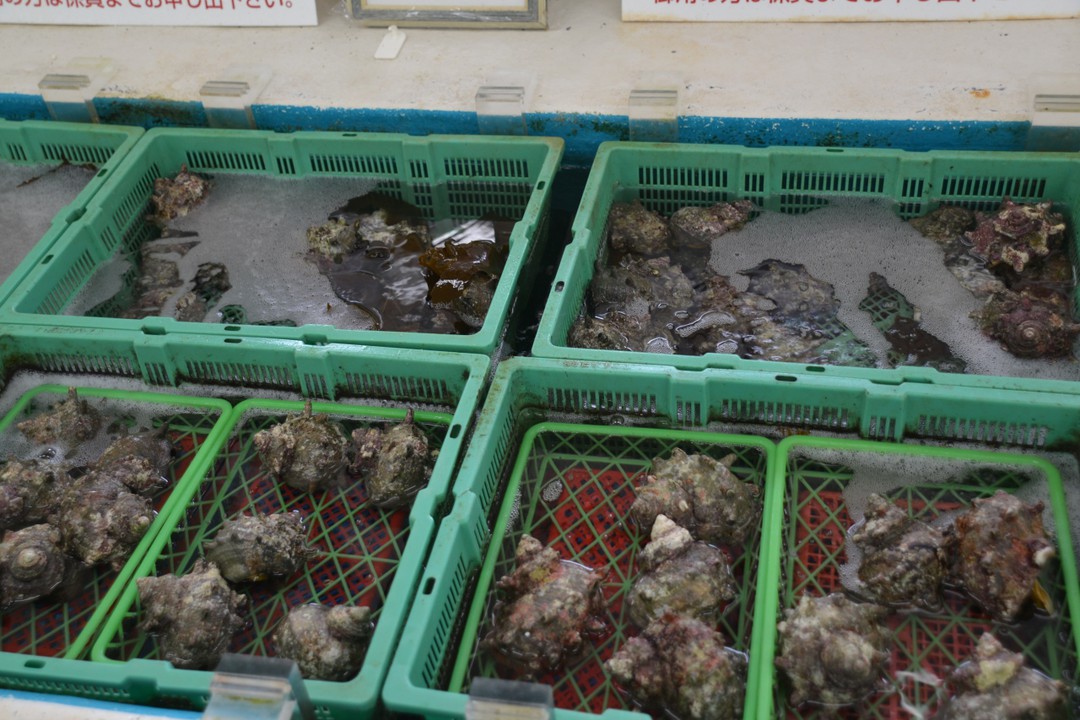 活きたサザエやアワビがたくさん販売されています。