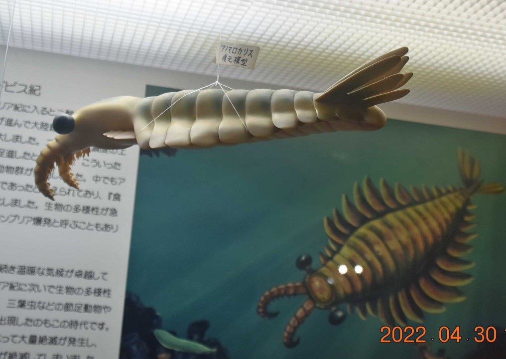 アノマロカリスの模型ですが・・実物の化石も。