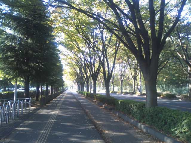 欅並木沿いに遊歩道・ジョギングコースが続きます