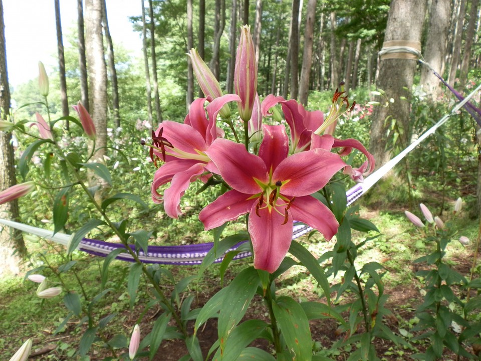 「ファンギャオ」の花のようにも見えます。