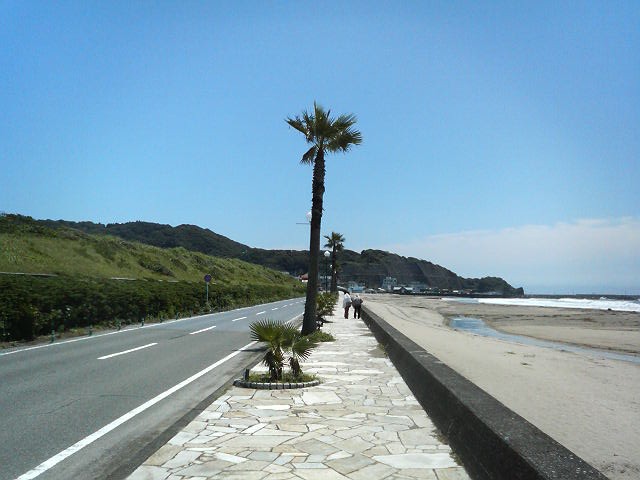 砂浜の脇の道にはヤシの木が並んでいます。