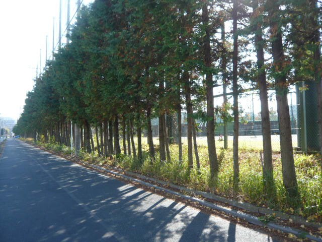 ロッテ浦和球場のフェンスの外側に、保護林が設置されています。