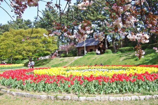 2011.5初旬　チューリップと八重桜
