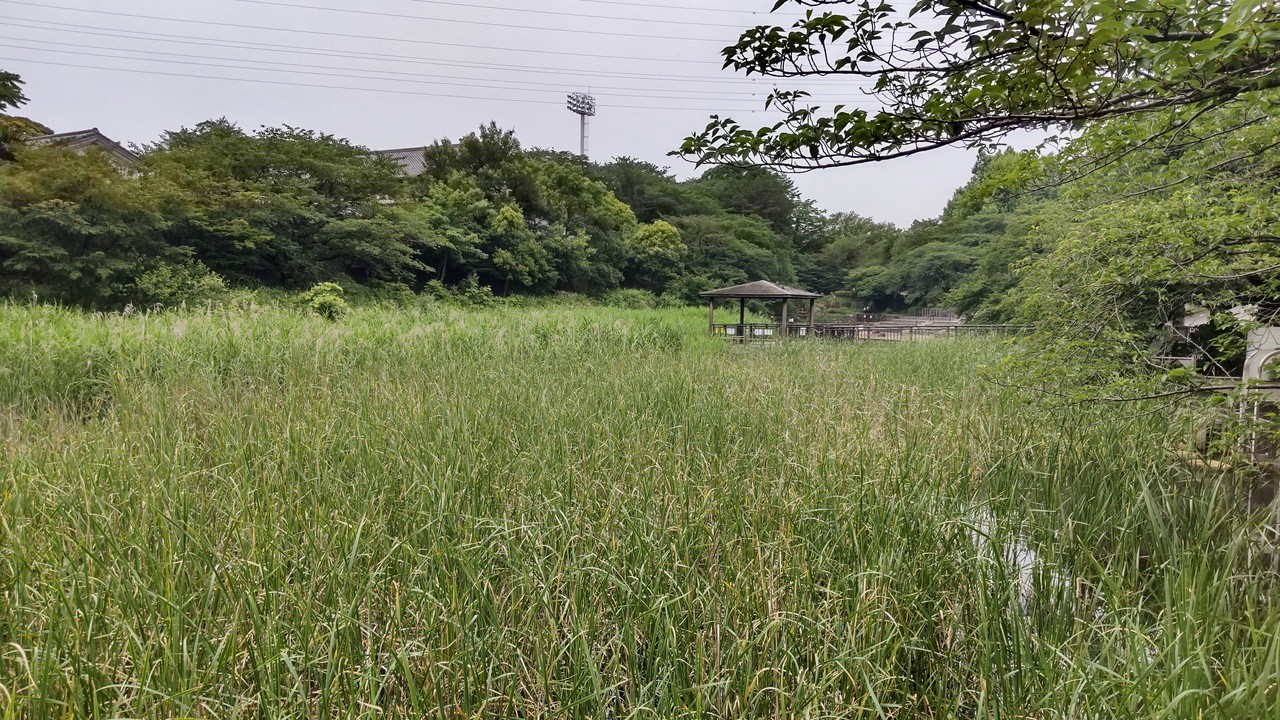虫刺されに注意ですが、、、