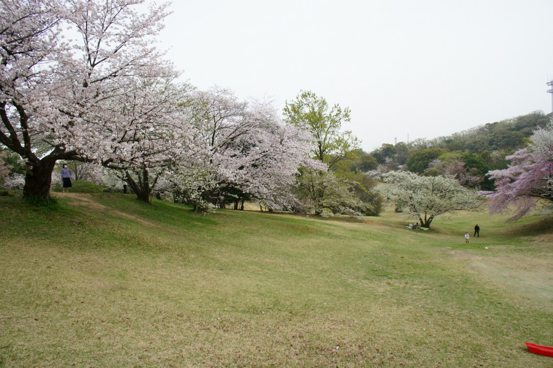 ここは色々な所に咲いてる桜を色んな場所から見れるのがいい