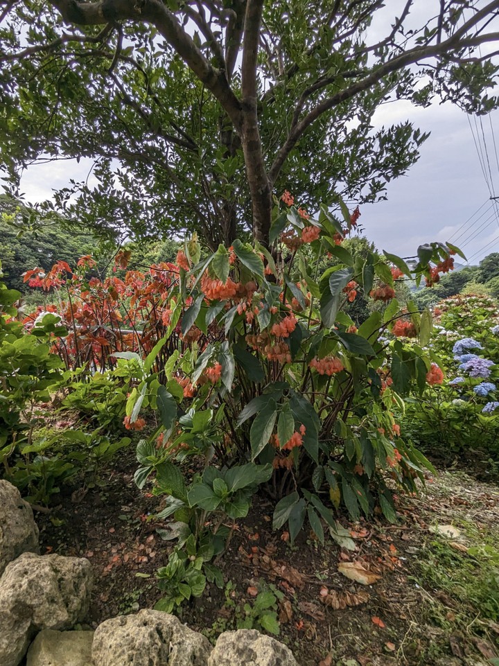 よへなあじさい園にて。